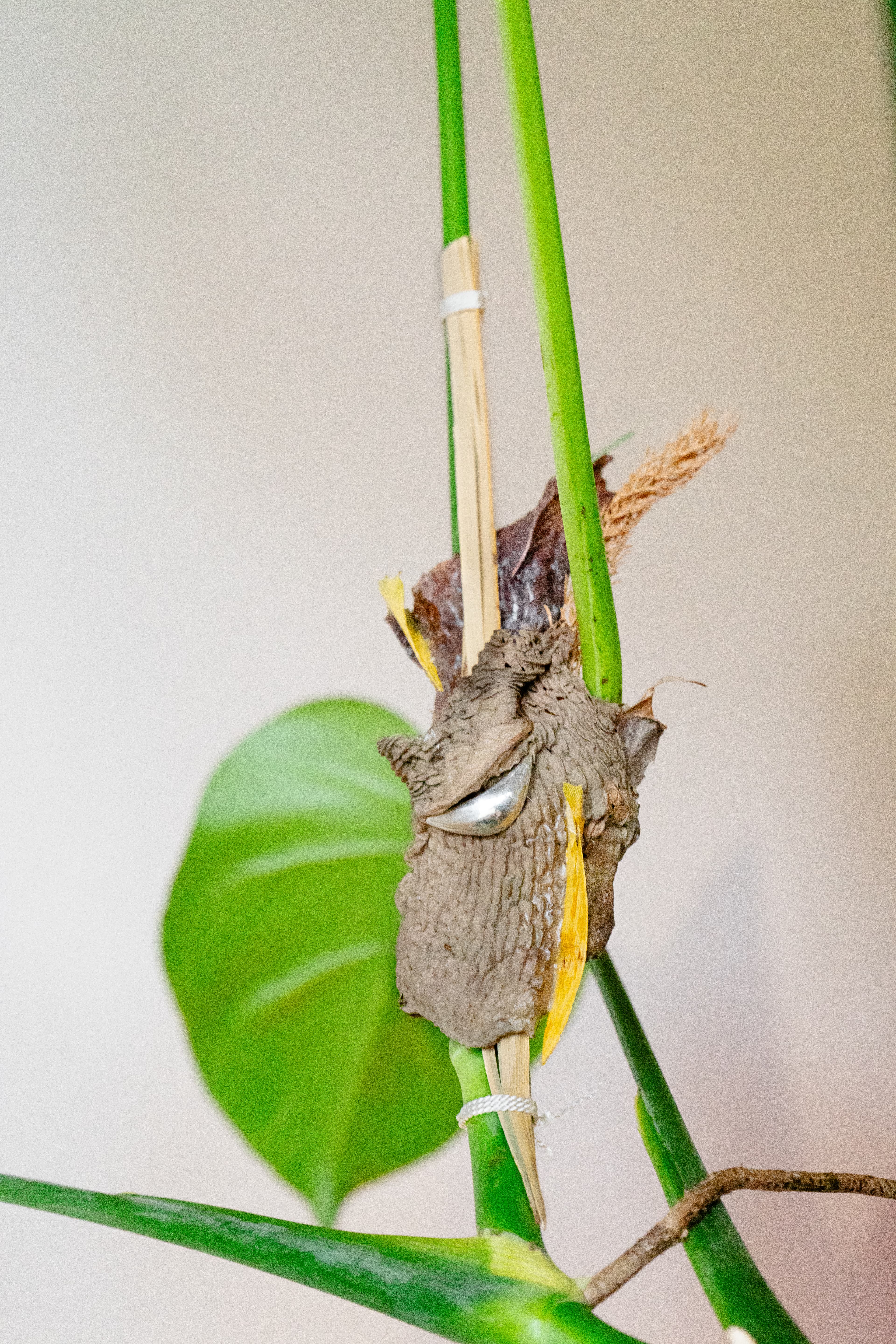 Dominik Bek - obrázek 2