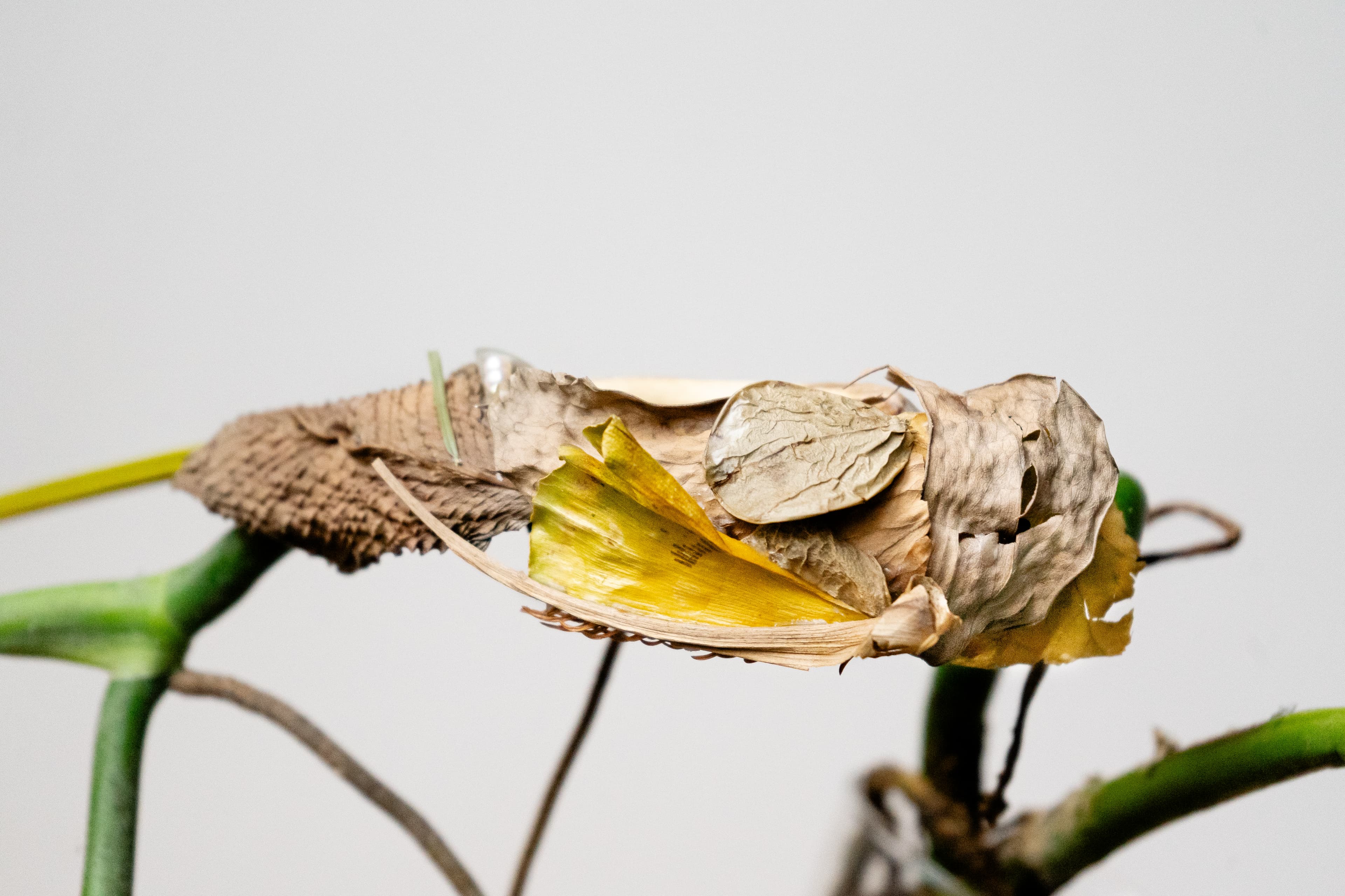 Dominik Bek - obrázek 3