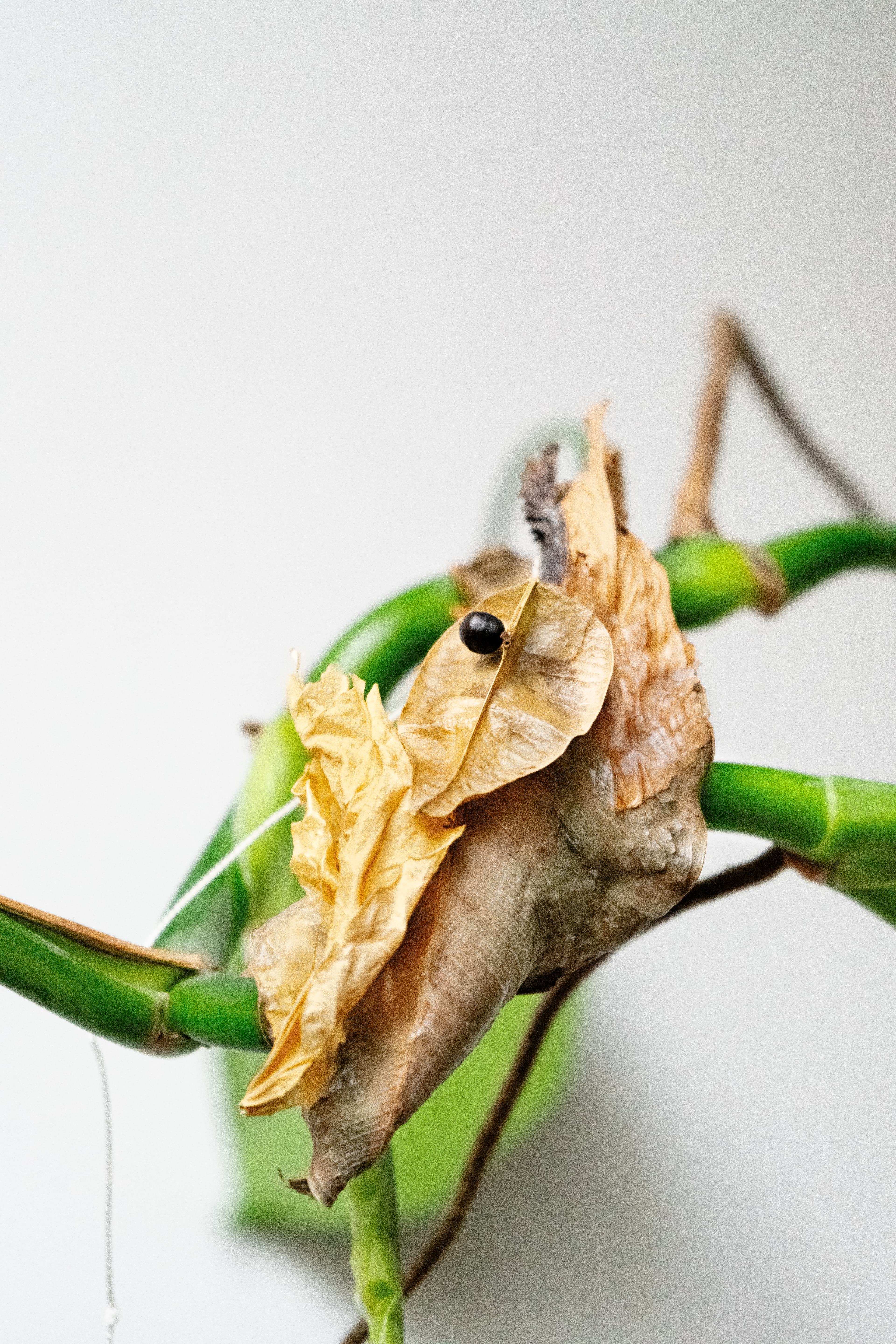 Dominik Bek - obrázek 4